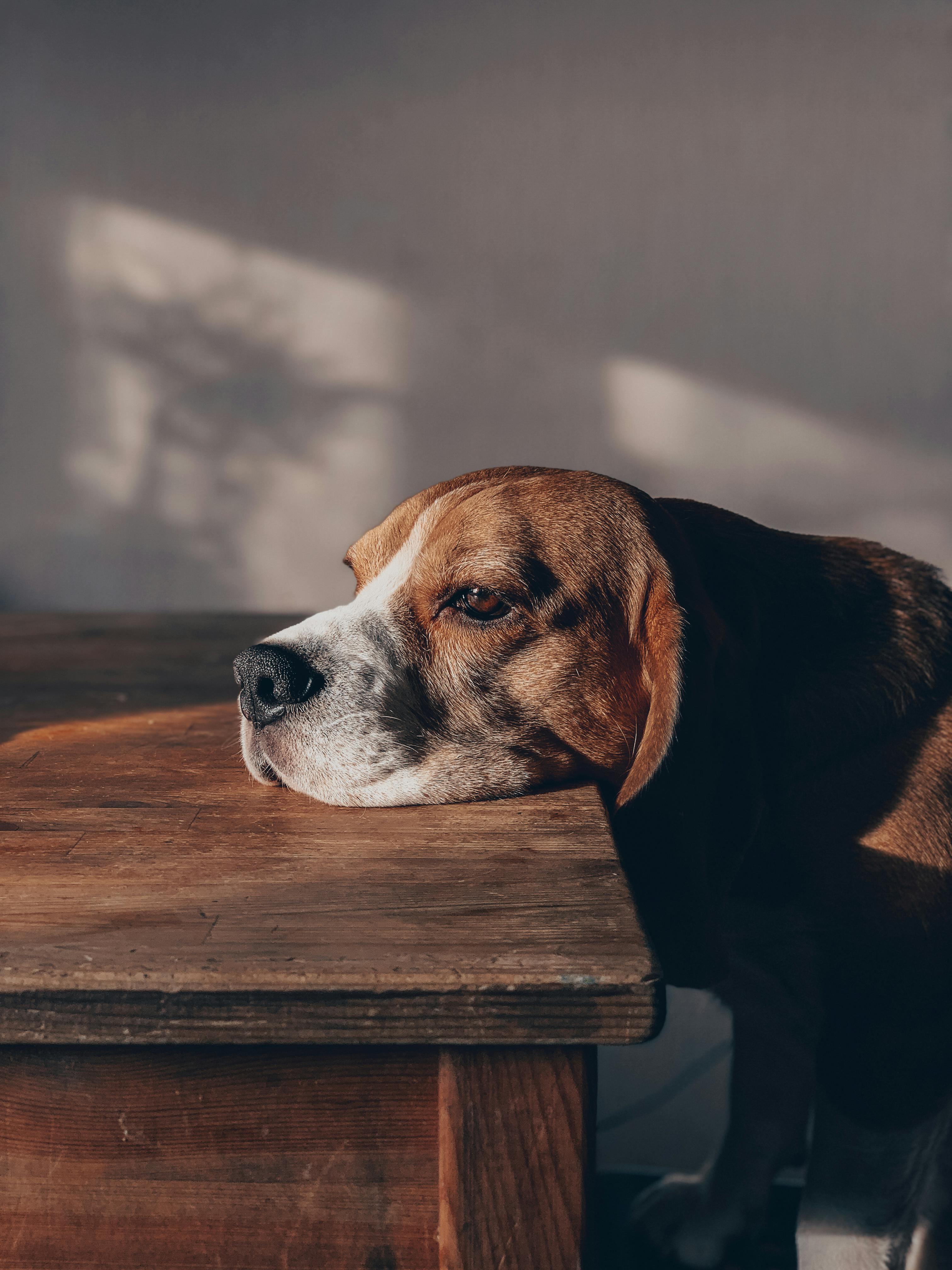 Dog problems illustration